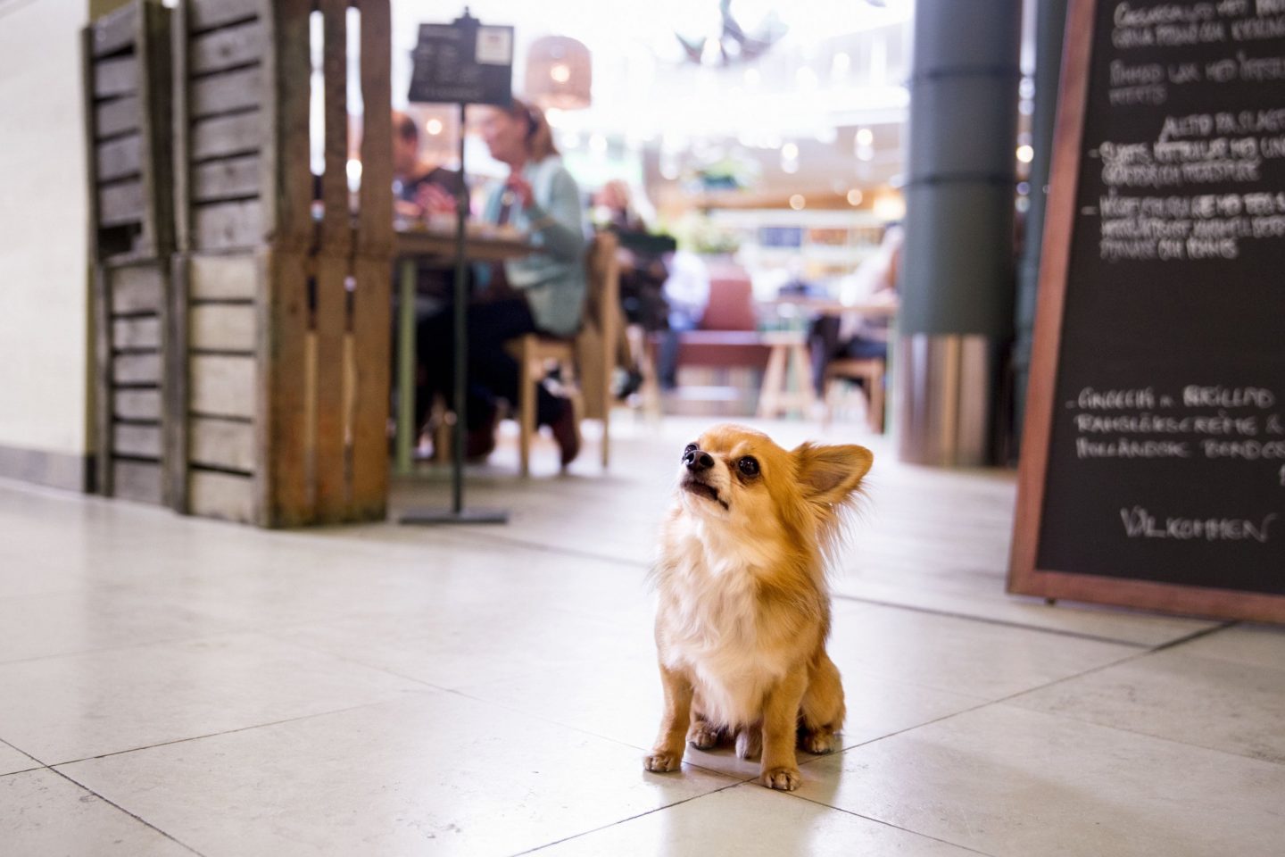 Hund i fältöversten